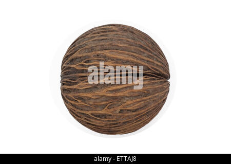 Suicide tree, Pong-pong, Othalanga, Cerbera dry fruits isolated on white background Stock Photo