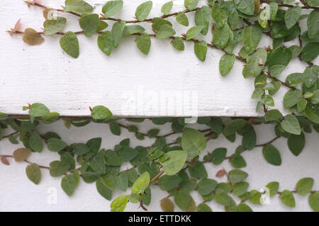 Coatbuttons Mexican daisy plant on white cement wall Stock Photo