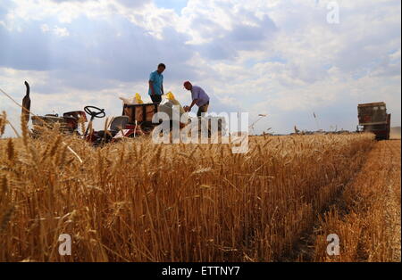 Cangzhou, China's Hebei Province. 11th June, 2015. Farmers harvest wheat in Cangzhou, north China's Hebei Province, June 11, 2015. Favorable weather conditions and an increase in cultivated land will see large grain harvests this summer, according to the Ministry of Agriculture (MOC). © Fu Xinchun/Xinhua/Alamy Live News Stock Photo