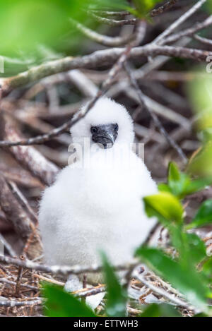 Fluffy white red footed booby chick on Genovesa Island in the Galapagos Islands in Ecuador Stock Photo