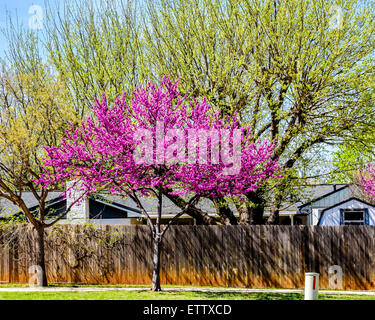 An eastern redbud tree, Cercis canadensis, in spring bloom. The redbud is Oklahoma's state tree. Oklahoma City, Oklahoma, USA. Stock Photo