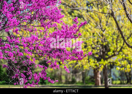 An eastern redbud tree, Cercis canadensis, in spring bloom. The redbud is Oklahoma's state tree. Oklahoma City, Oklahoma, USA. Stock Photo