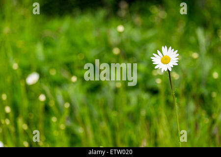 Daisy in the grass, focus on one single daisy in the foreground Stock Photo