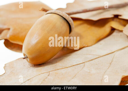 mature acorns Stock Photo