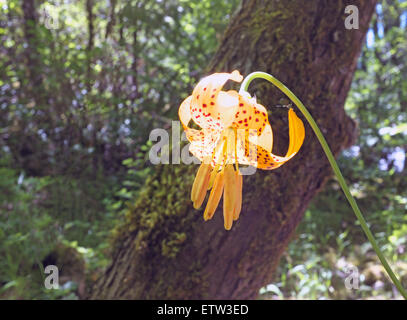 A leopard lily,  Lilium pardalinum, a wildflower common to Oregon and the Pacific Northwest Stock Photo