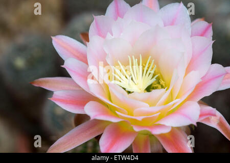 Echinopsis spachiana. Torch Cactus Flower Stock Photo