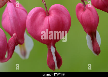 Flowers of bleeding-heart (Dicentra), herbaceous plant with oddly shaped flowers and finely divided leaves Stock Photo