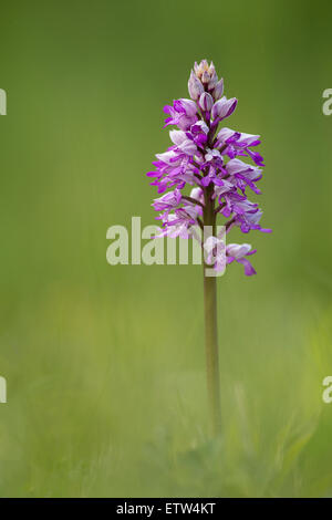 A Military Orchid photographed in Buckinghamshire. Stock Photo