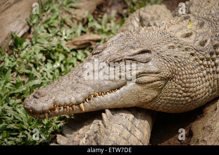 Saltwater crocodiles (Crocodylus porosus) at Taman Safari (Safari Park) in Cisarua, Bogor, West Java, Indonesia. Stock Photo