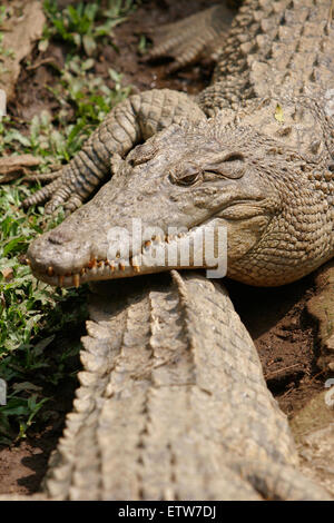 Saltwater crocodiles (Crocodylus porosus) at Taman Safari (Safari Park) in Cisarua, Bogor, West Java, Indonesia. Stock Photo