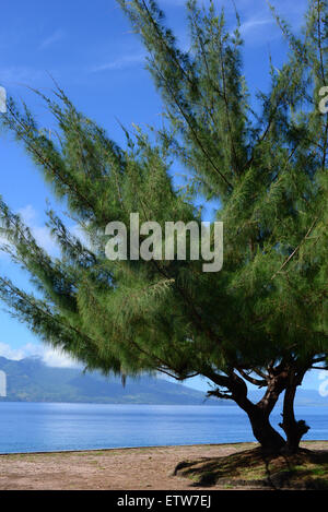 A casuarina tree at a public park on the beach of Larantuka, a coastal city located in East Flores, Flores Island, East Nusa Tenggara, Indonesia. Stock Photo