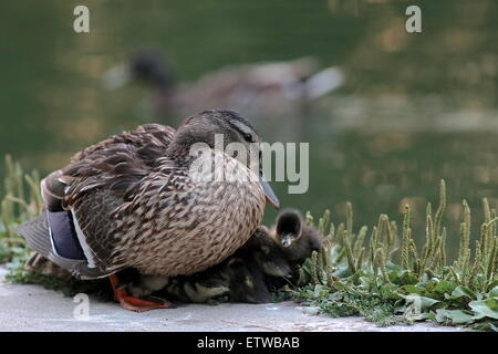 Protective Mother Stock Photo