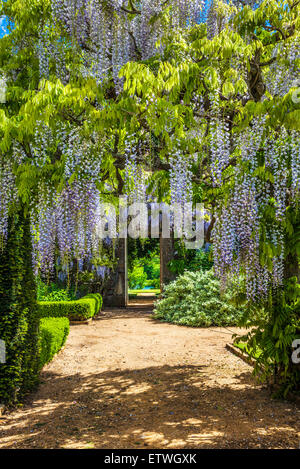 Blue flowering Chinese wisteria sinensis in the walled garden of Bowood House in Wiltshire. Stock Photo