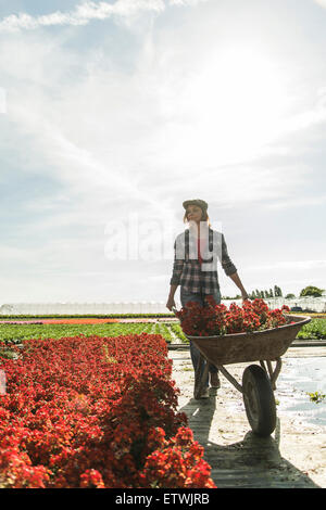 Woman in nursery pushing wheelbarrow with flowers Stock Photo - Alamy