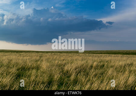 Hay grass grows  on a steppe against a stormy cloud filled sky