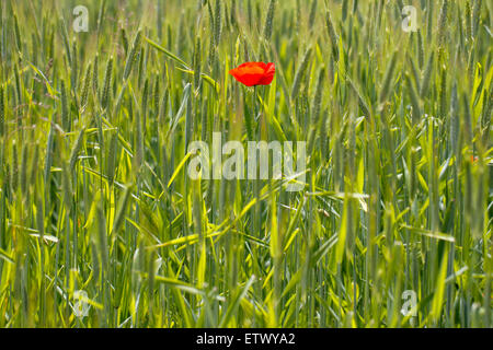 Single Poppy flower (Papaver rhoeas) in a cornfield, Canton of Thurgau, Switzerland Stock Photo