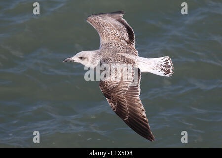 Herring Gull (Larus argentatus), first winter (1w) in flight over the sea, Coverack, Cornwall, England, UK. Stock Photo