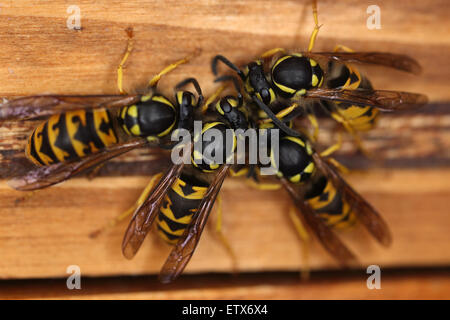 Berlin, Germany, wasp sitting on a piece of wood Stock Photo
