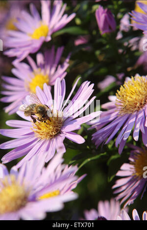Briescht, Germany, bee collects nectar on a violet Herbstaster Stock Photo