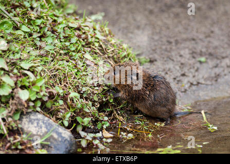 Water Vole Arvicola amphibius Teesdale North Pennines County Durham UK Stock Photo