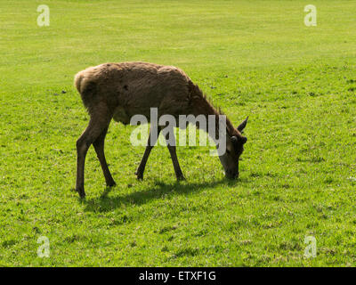 Young male Red deer grazing on Lochranza Golf Course Isle of Arran Scotland  the largest wild animal on Arran and clearly visible in Lochranza Stock Photo