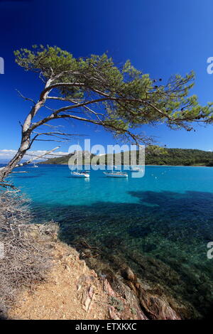 Pine Tree in the Porquerolles islands on the French Riviera Stock Photo ...