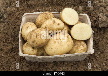 Crop of freshly dug potatoes.