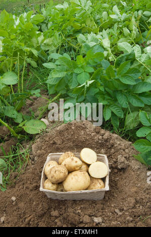 Crop of freshly dug potatoes beside potato plants.