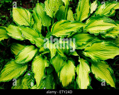 plant Hosta Gold Standard Stock Photo