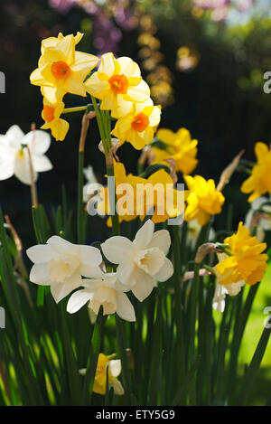 Close up of pot of mixed yellow daffodils narcissi in a garden in spring England UK United Kingdom GB Great Britain Stock Photo