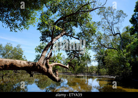 At Myora Springs Stock Photo