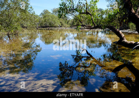 At Myora Springs Stock Photo