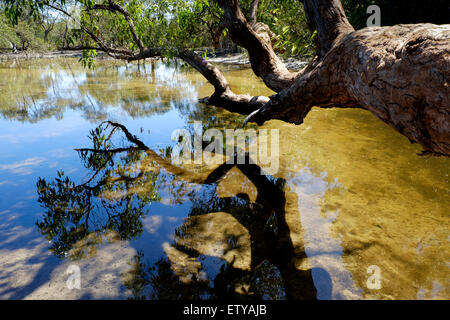 At Myora Springs Stock Photo