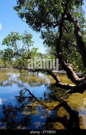 At Myora Springs Stock Photo