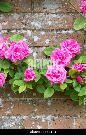 Rosa Zephirine Drouhin. Thornless Rose climbing over a wall at Waterperry gardens, Wheatley, Oxfordshire, England Stock Photo