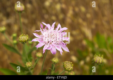 Flora of Gran Canaria, Pterocephalus dumetorum, Mountain scabious flowers in the high areas of the island Stock Photo