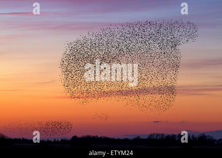 European starling murmuration / large flock of common starlings (Sturnus vulgaris) in flight at sunset Stock Photo