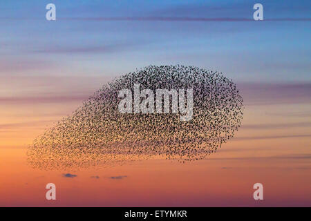 European starling murmuration / large flock of common starlings (Sturnus vulgaris) in flight at sunset Stock Photo