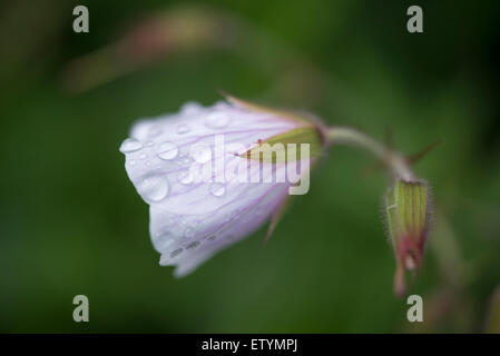 Pale pink flower bud of a Geranium 'Kashmir White' with raindrops on the petals. Stock Photo