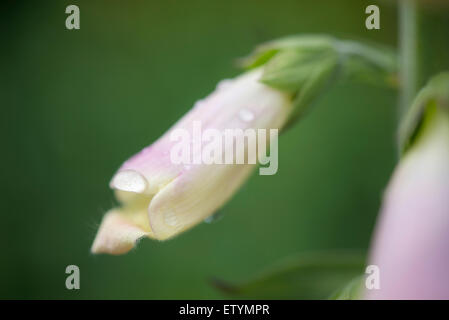 Close up of a pale pink Foxglove flower opening with soft green background. Stock Photo