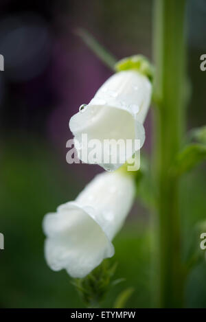 Close up of two white Foxglove flowers with rain drops on the petals. Stock Photo