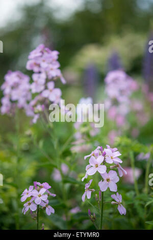 Pale pink Hesperis Matronalis (Dames Violet, Sweet Rocket) in an English country garden. Stock Photo