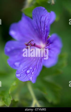 Geranium Magnificum with deep blue violet flowers. A close up of a single flower with rain drops on the petals. Stock Photo