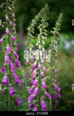 Tall and elegant spires of purple Foxgloves in an English country garden in June. Stock Photo