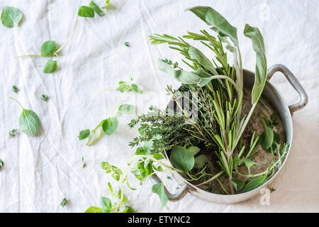 Assortment of fresh herbs thyme, rosemary, sage and oregano in old aluminum pan on white textile as background. Selective focus. Stock Photo