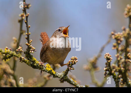 Eurasian wren (Troglodytes troglodytes) male calling from bush Stock Photo