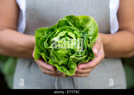 A woman holding a head of freshly picked artisinal green lettuce in her hand. Stock Photo