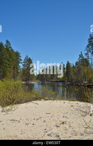 russian forest summer Stock Photo - Alamy