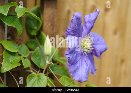 Clematis,large flowering hybrid, General Sikorski. Stock Photo