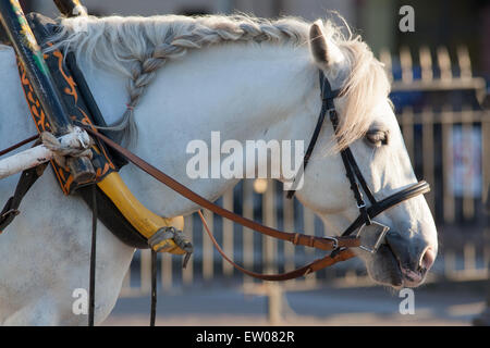 White horse with a braided mane and pigtail in Saint-Petersburg Stock Photo